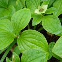 Cornus canadensis